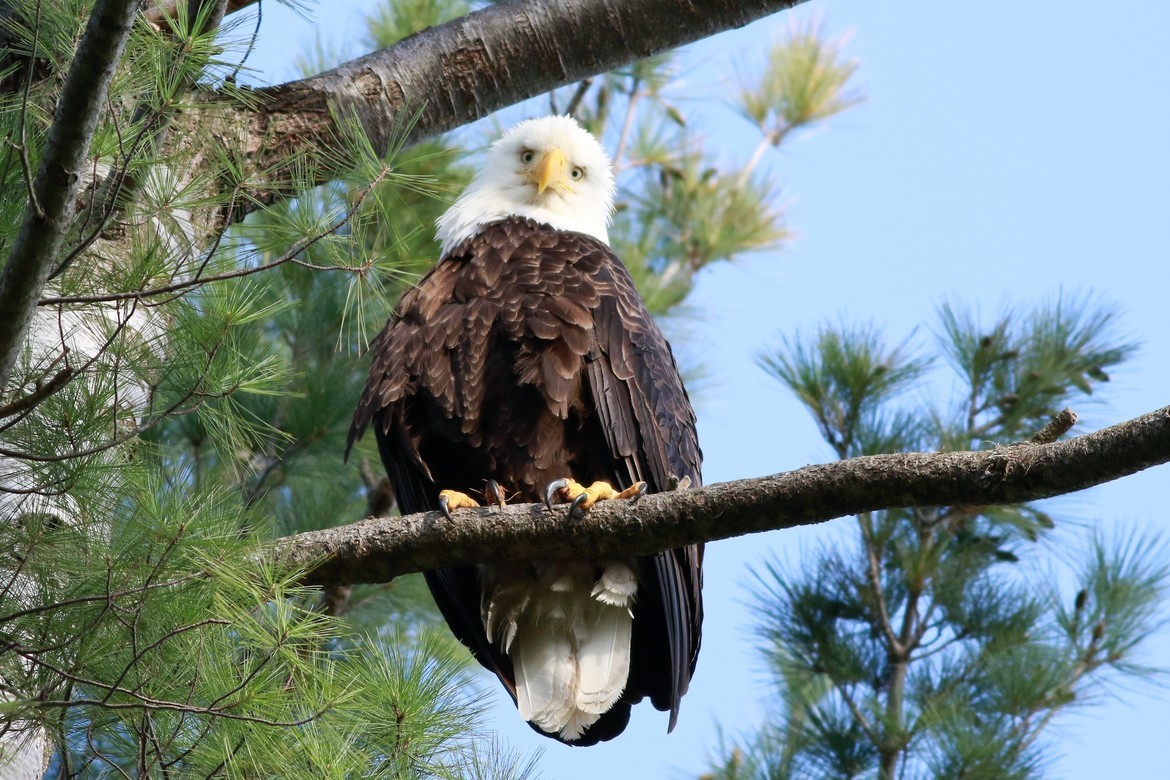 Bald Eagle, Berkshire County, United States of America