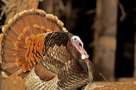 Grid tom turkey in rmnp