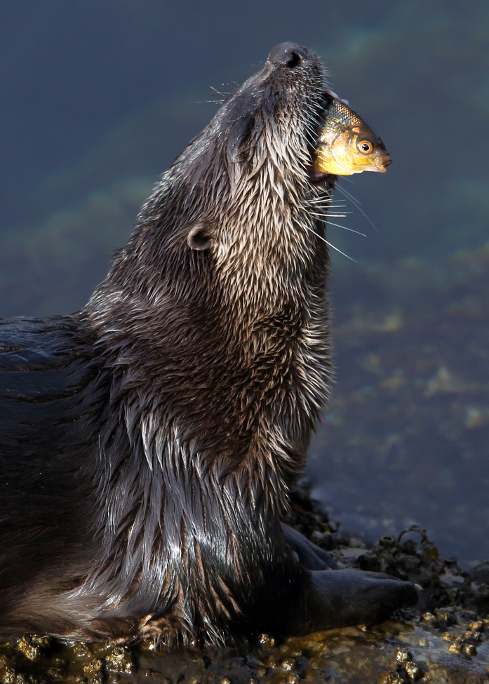 Northern River Otter, British Columbia, Canada