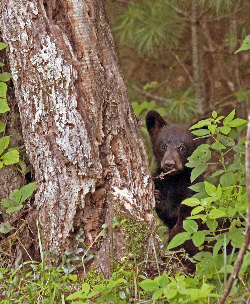 Black Bear, Cades Cove in the Great Smokey Mountain National Park, United States of America