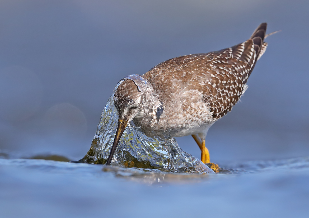 Lesser Yellowlegs, Province of Quebec, Canada