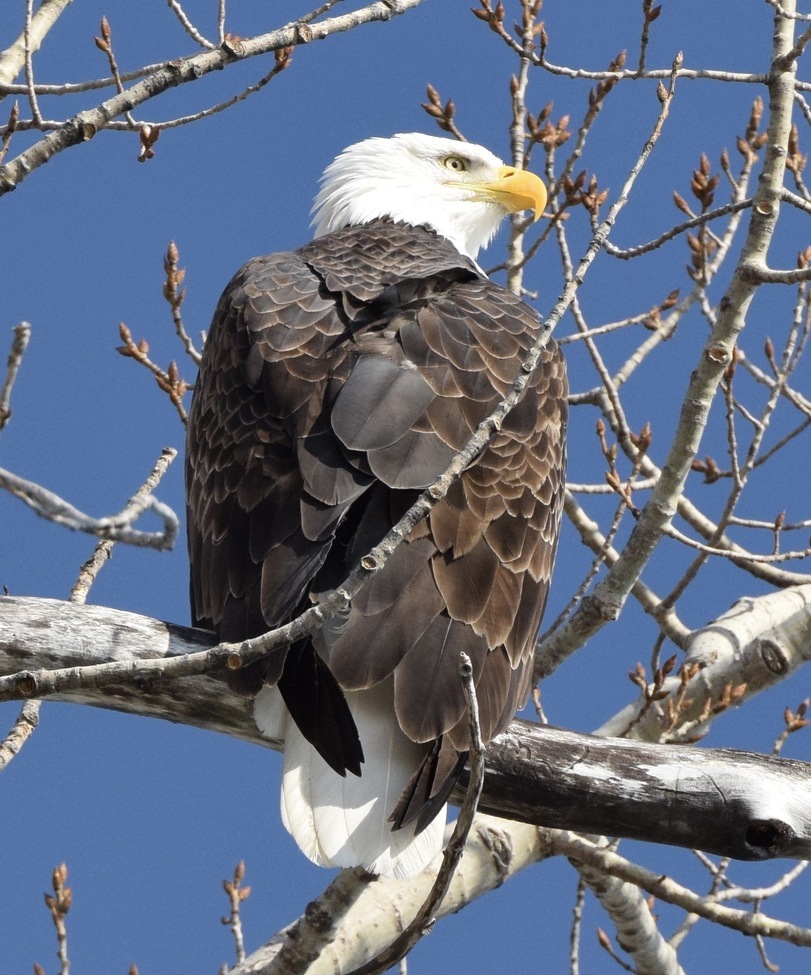 Bald Eagle, Vermont, United States of America