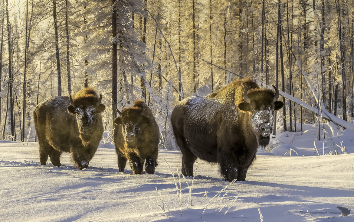 Wood Buffalo, Wood Buffalo National Park, Canada