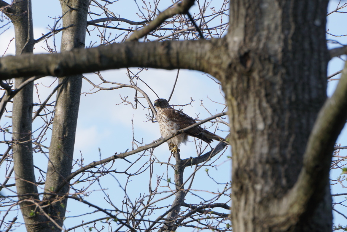 Hawk, NJ backyard, United States of America