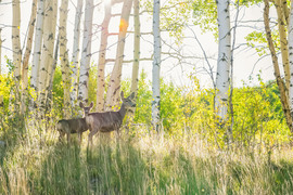 Grid deer and fawn  1 of 1 