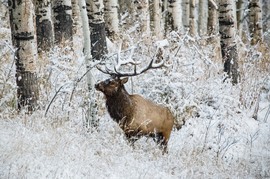 Grid winter bull elk