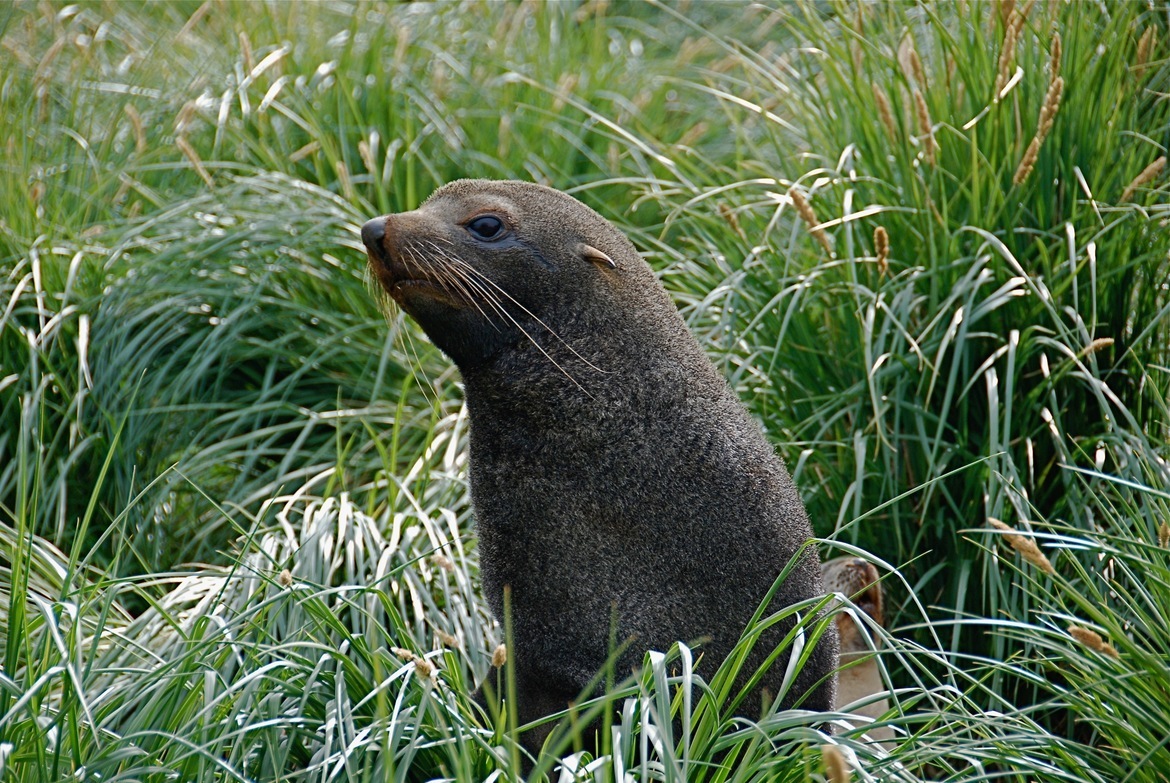 Fur Seal, Antarctic coast, Antarctica
