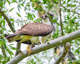 Grid osprey.fish.mahoney