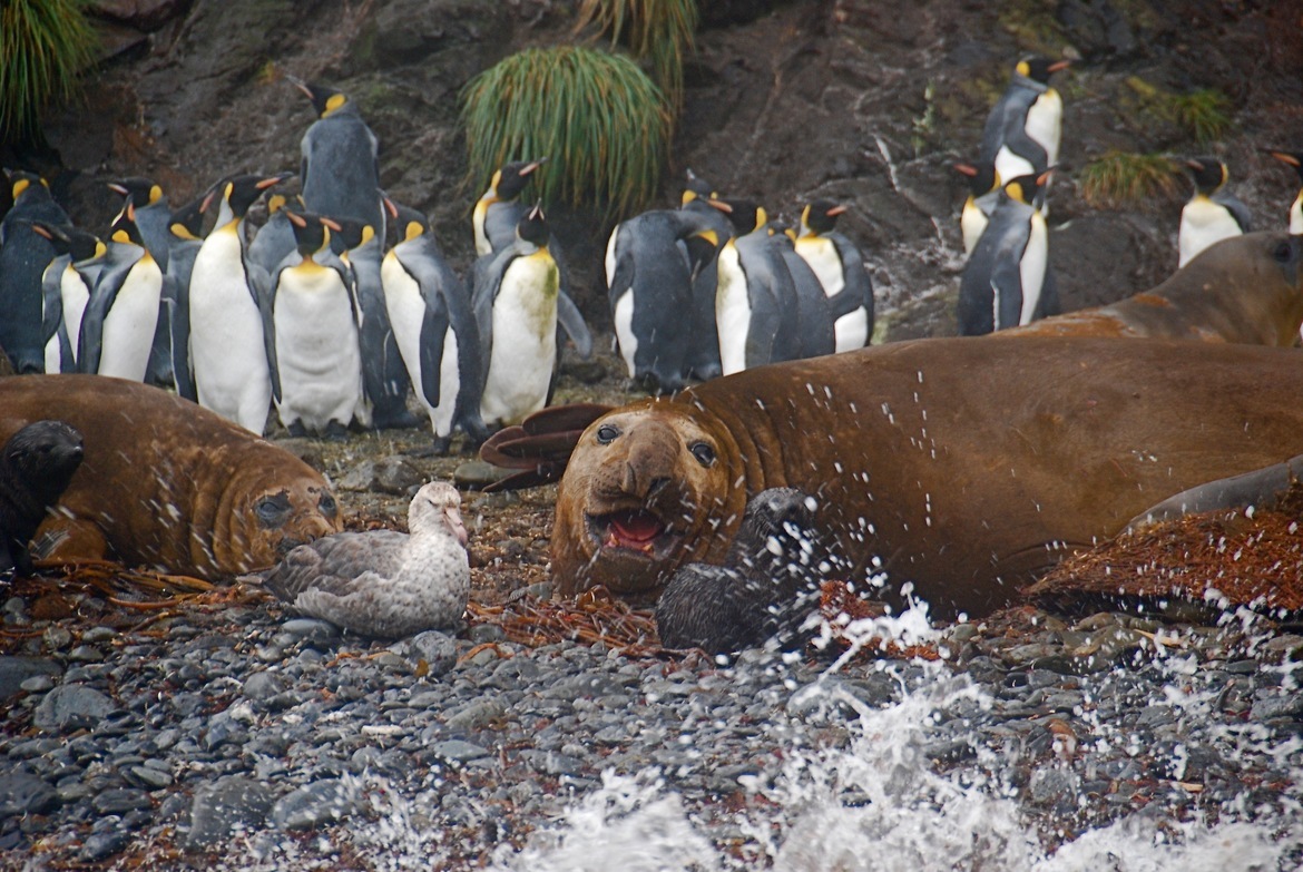 Penguins and sea lion and albatross , South Georgia Shoreline, South Georgia and the South Sandwich Islands