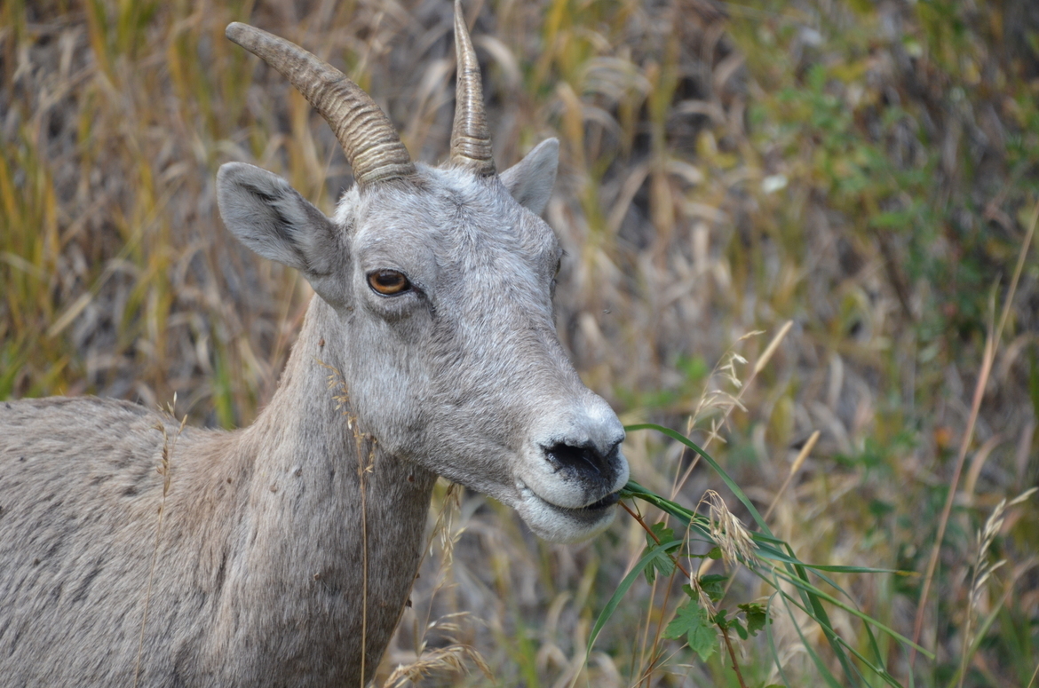 Rocky Mountain Big Horn sheep  - female, East Fork of the Bitterroot River in MT, United States of America