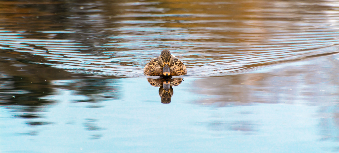 Mallard Duck, Swan Lake, Victoria BC, Canada