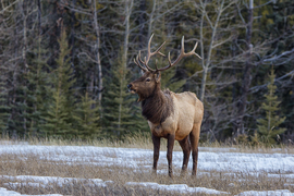 Grid banff elk edit