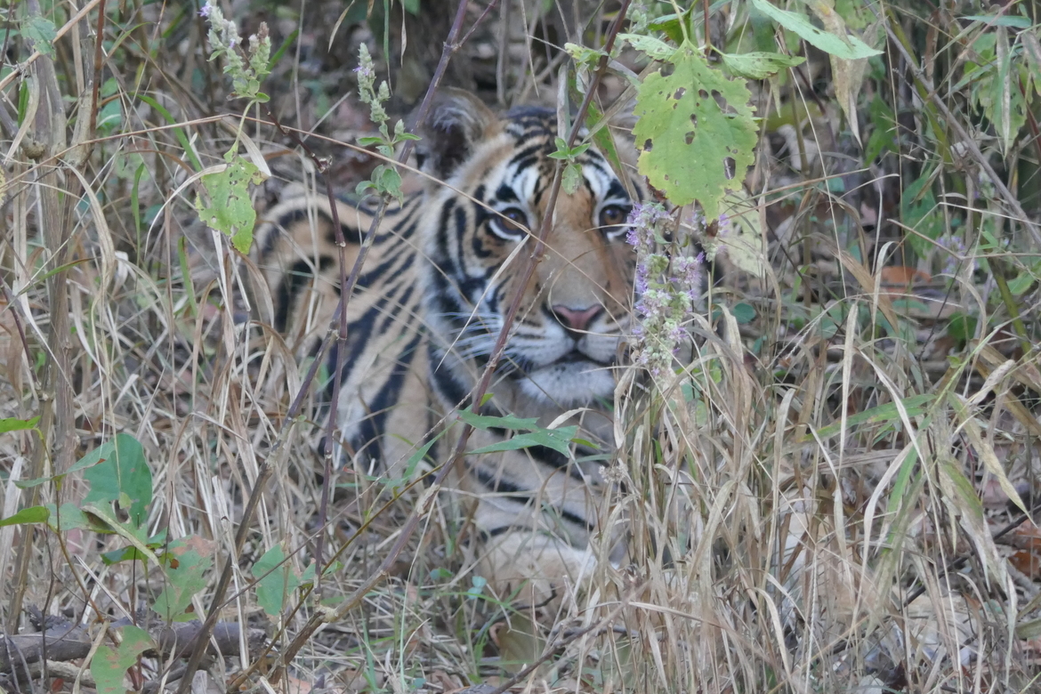 Tiger, Kanha Reserve, India