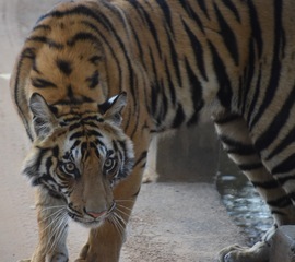 Grid tiger
