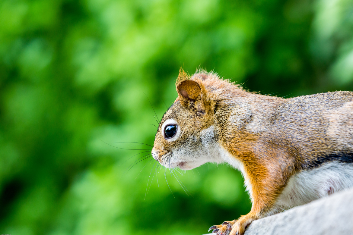 Squirrel , Edward Gardens, Canada