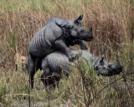 Grid rhinos tiger