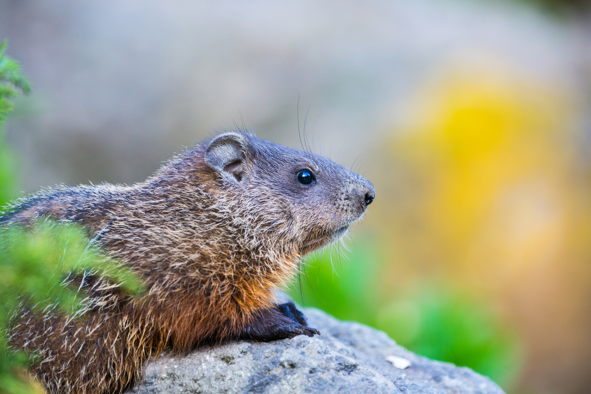 Groundhog , Edward Gardens, Canada
