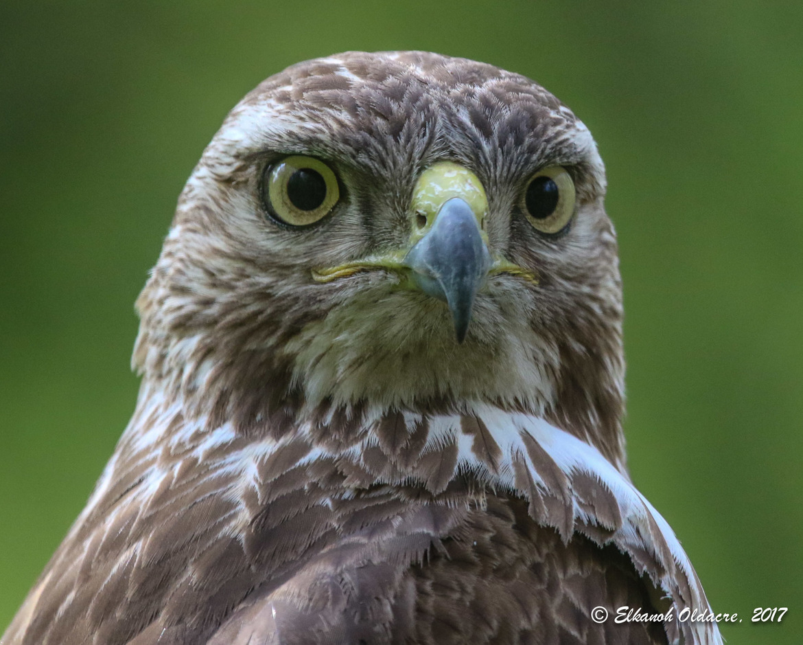 Juvenile Red Tail Hawk, Lynde shores conservation area, Whitby ON, Canada