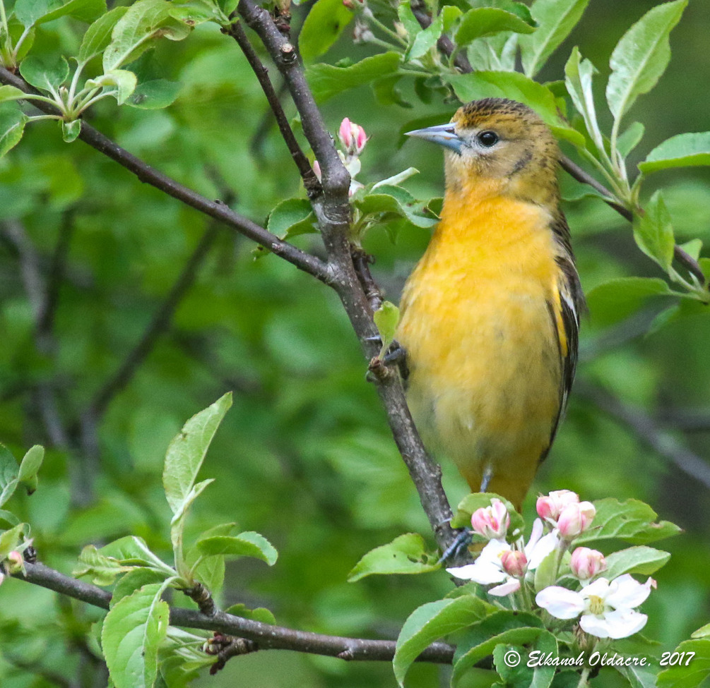 Baltimore Oriole - Female, Cranberry Marsh, Whitby ON, Canada
