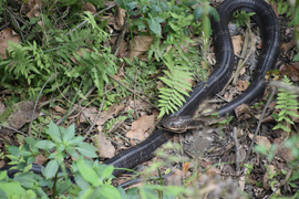 Grid king cobra copy