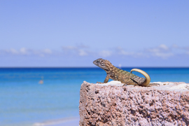 Grid lizard01