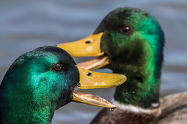 Grid chattingmallards