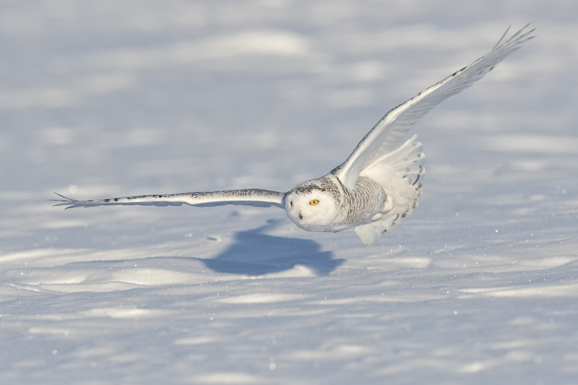 Snowy Owl, Quebec, Canada