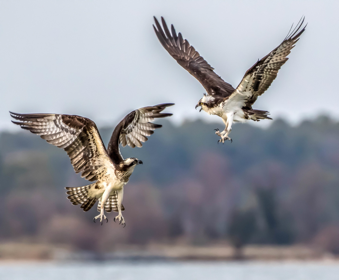 Osprey, Eastern Shore of Maryland, United States of America
