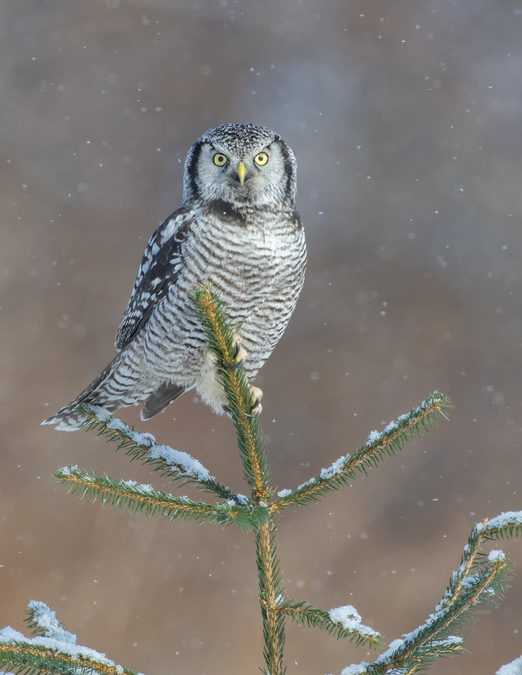 Northern Hawk Owl, Quebec, Canada