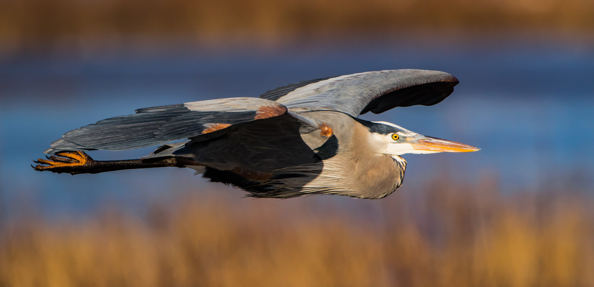 Blue Heron, Blackwater National Wildlife Refuge, United States of America