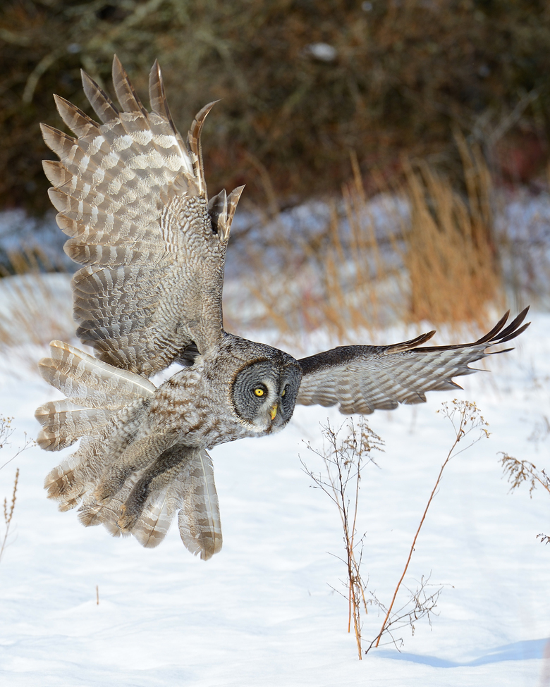 Great gray owl, quebec, Canada