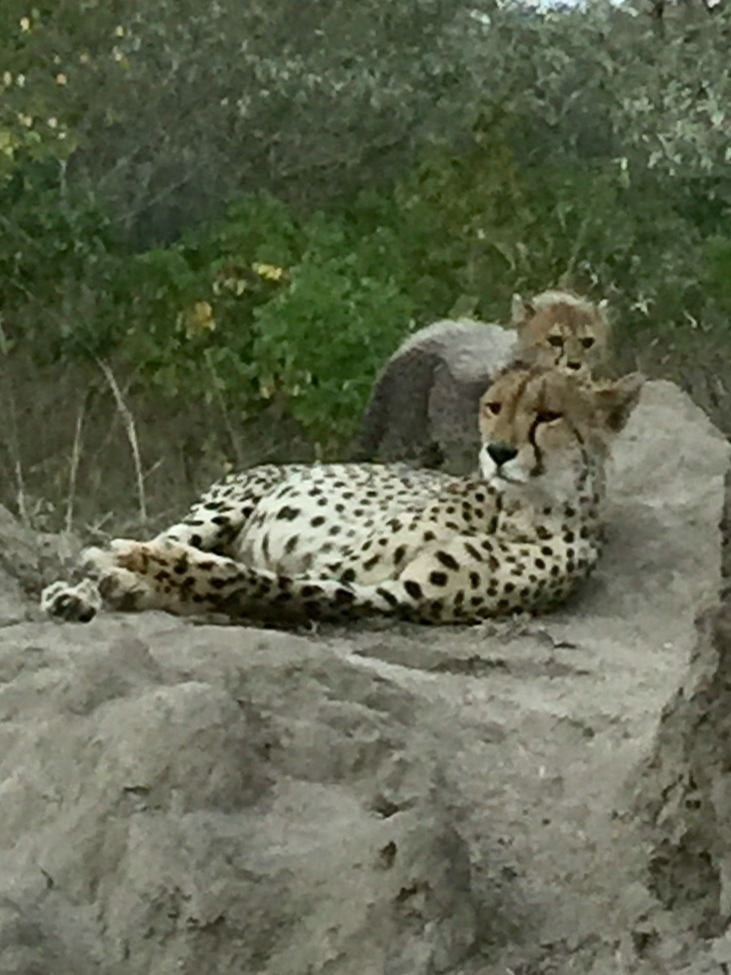 Cheetah, Leopard Hills Private Game Reserve, South Africa