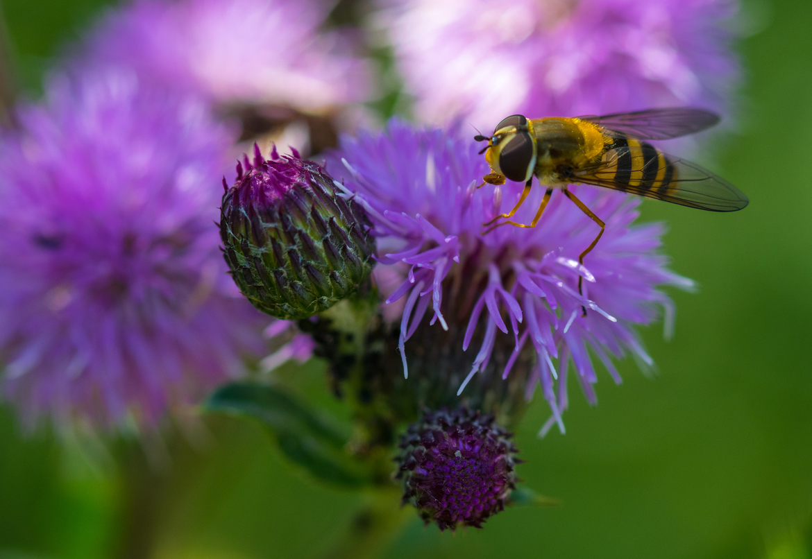 Hover fly, Brabrand, Denmark