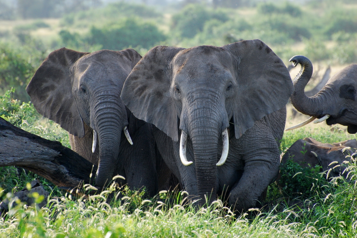 African elephant, Amboseli National Park, Kenya