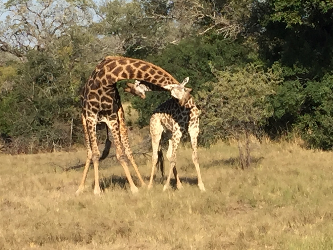 Giraffe, Leopard Hills Private Game Reserve, South Africa