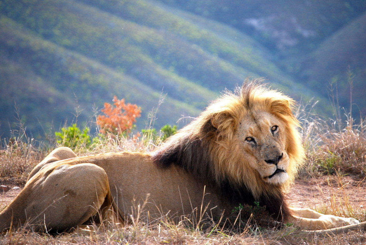African lion, Botlierskop Private Game Reserve, South Africa