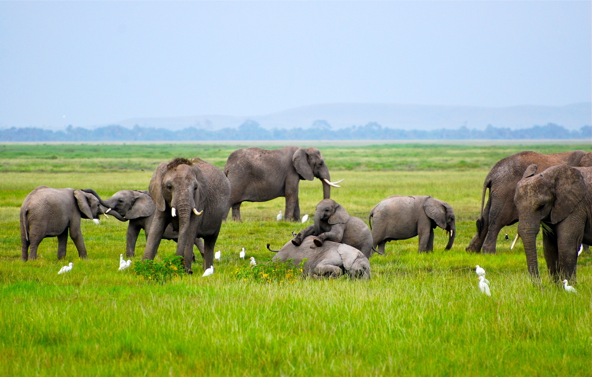 African elephant, Amboseli National Park, Kenya