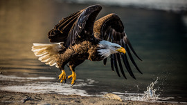 Grid eagles2015 3216