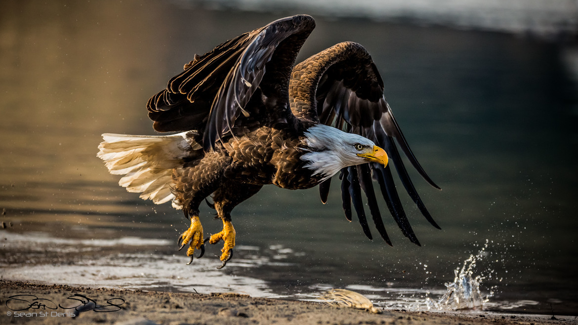 Bald Eagle , Squamish, Mamquam river , Canada