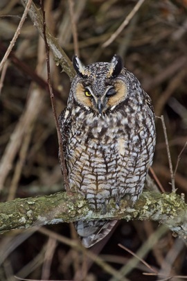Grid long eared owl 2017 03 19