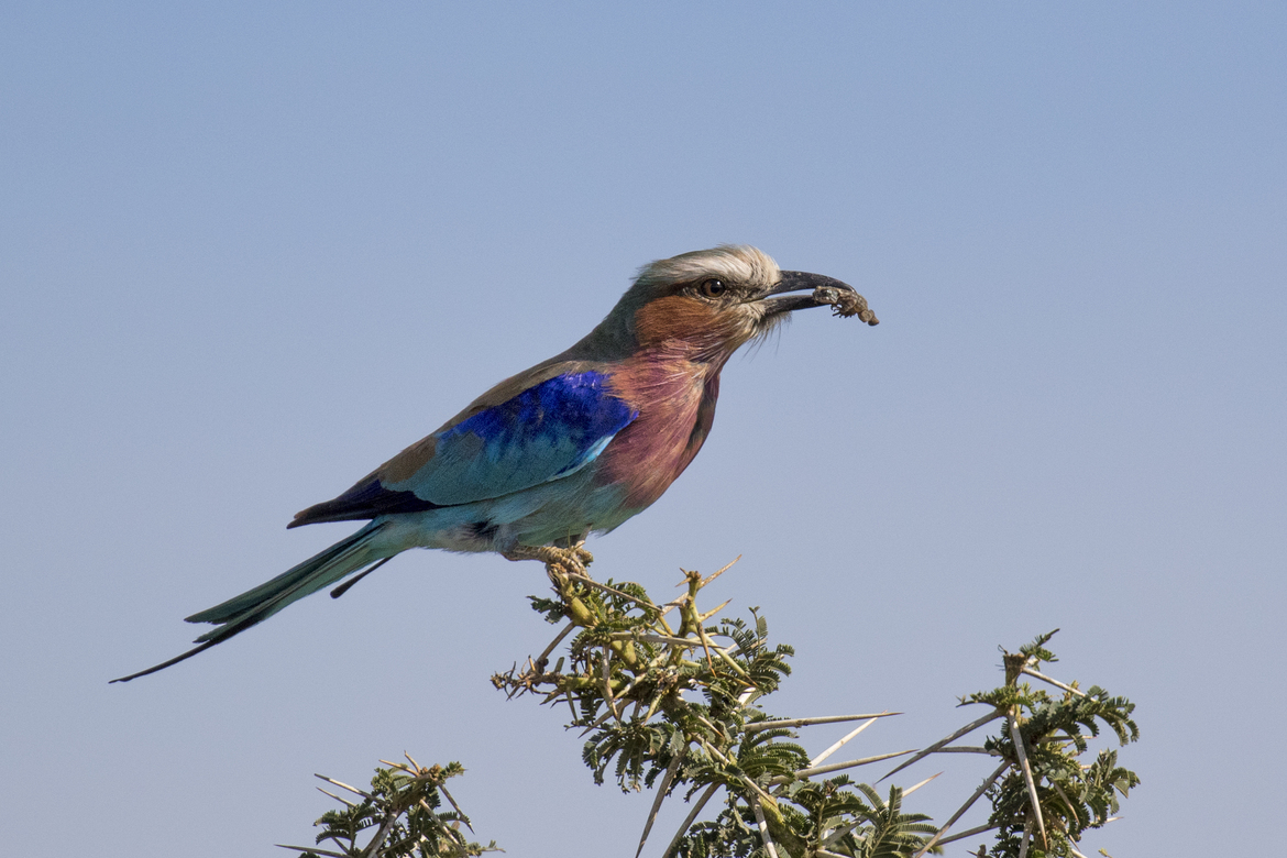 Coracias Caudatos, Serengetti, Tanzania, United Republic of