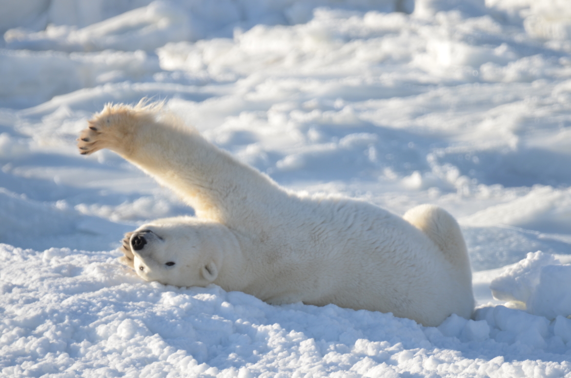 Polar Bear, Churchill, Canada