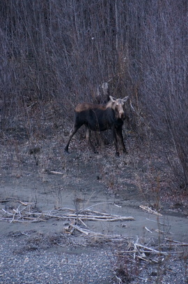 Grid moose mother