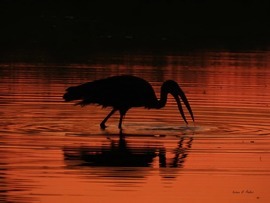Grid dscn0048 w1 sunset stork
