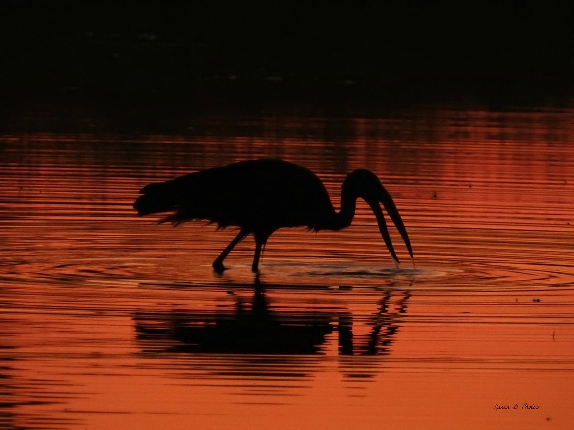 Marabou Stork, Okavango Delta, Botswana