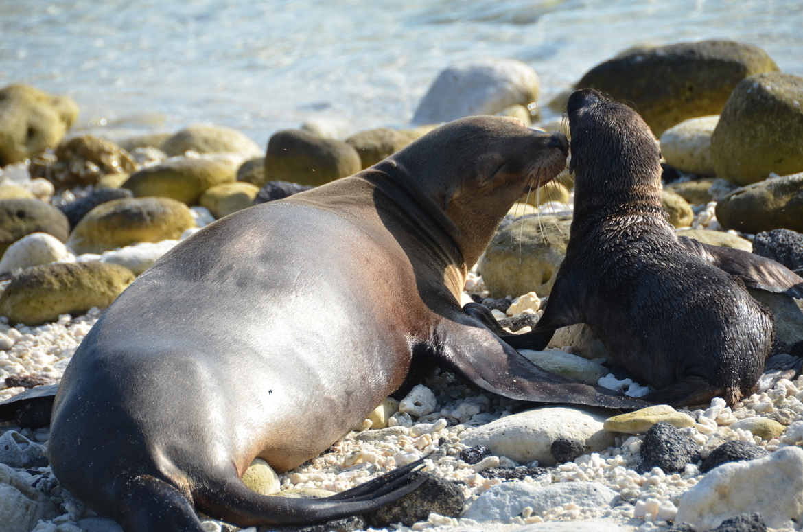 Galapagos sea lion, Galapagos National Park, Ecuador