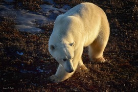 Grid dsc 1730 3 w polar bear