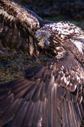 Grid eagles 4