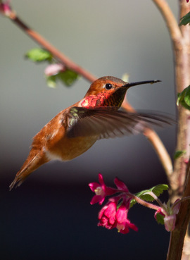 Grid humingbird 2