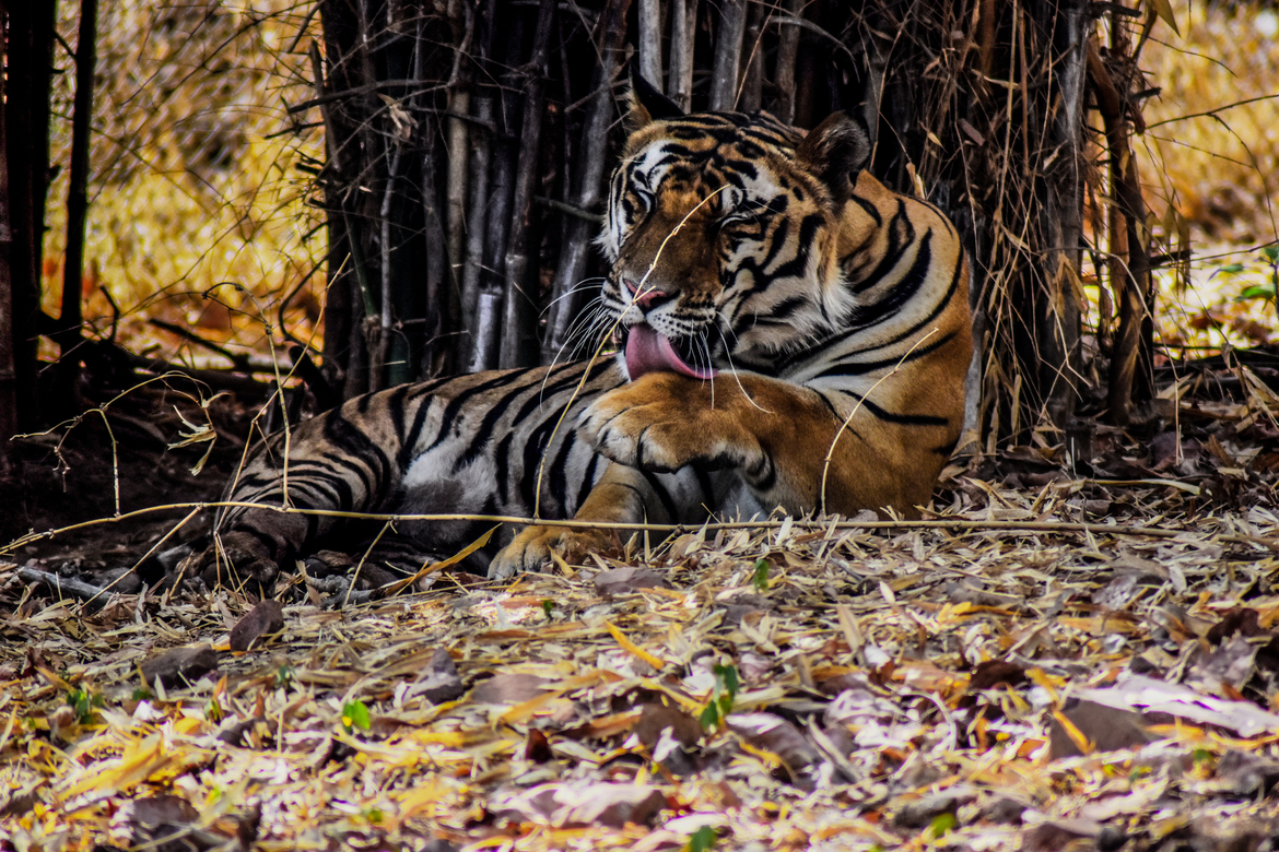 Tiger, Kanha national park, India